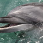 イルカ