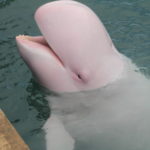 アルビノのハナゴンドウ