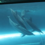 館内を泳ぐイルカ