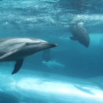 館内を泳ぐイルカ