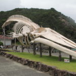 シロナガスクジラ標本