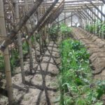 バラの水やり体験