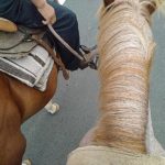 馬の上から見た景色！