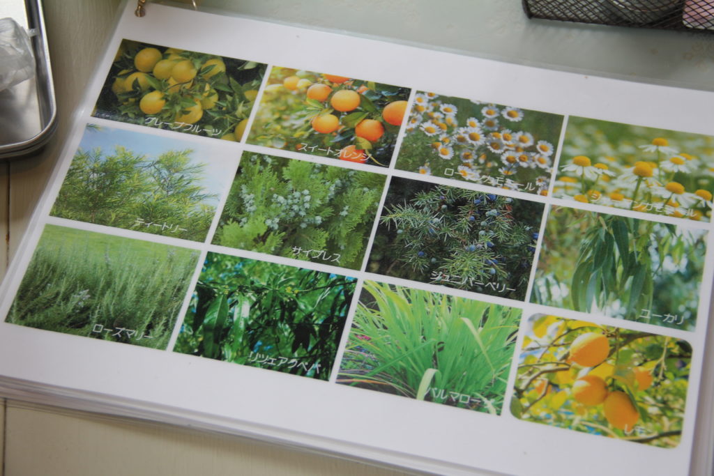 アロマオイルに使われている植物