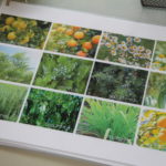 アロマオイルに使われている植物