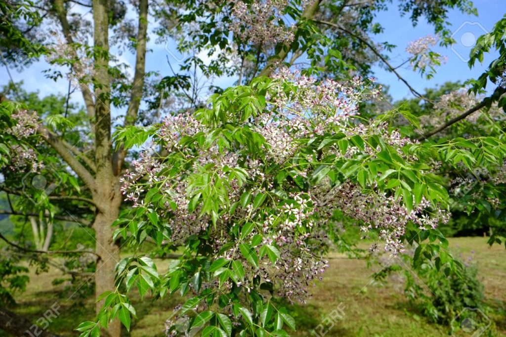 サンダルウッドの木