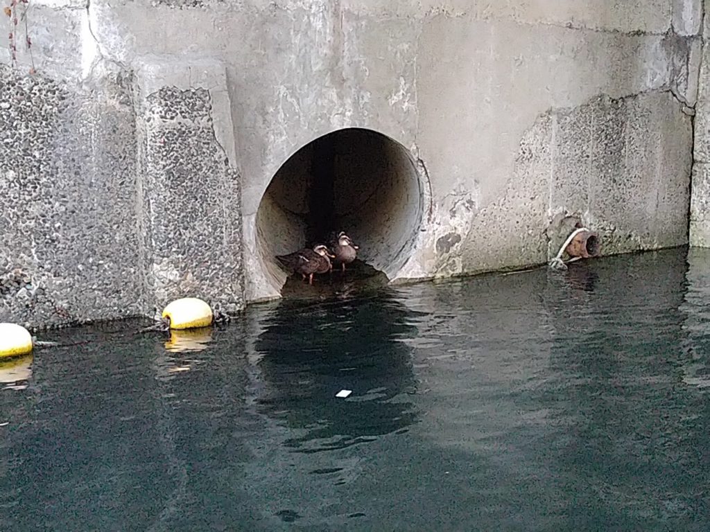 カルガモの兄弟